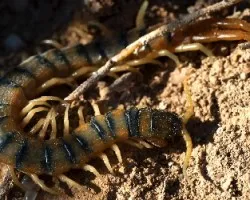 Scolopendra Cingulata