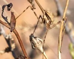 Empusa pennata
