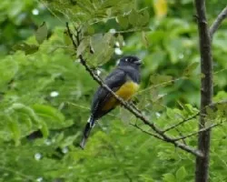 Trogon caligatus