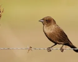 Molothrus bonariensis