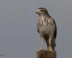 Buteo magnirostris