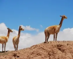 Vicugna vicugna