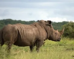Ceratotherium simum