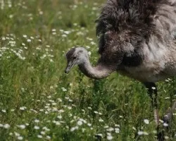 Rhea americana
