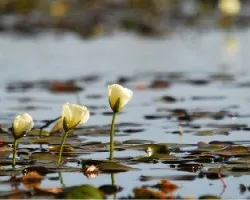 Hydrocleys nymphoides