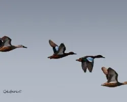 Anas cyanoptera
