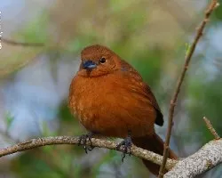Tachyphonus rufus