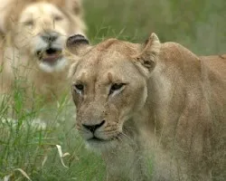 Panthera leo