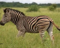 Ecuus guagga