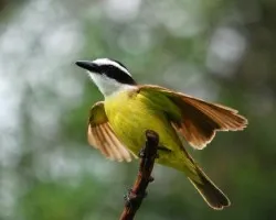 Pitangus sulphuratus