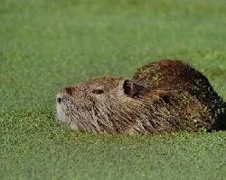 Myocastor coypus
