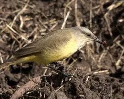 Machetornis rixosa