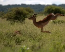 Aepyceros melampus
