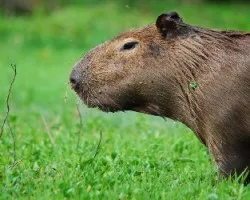 Hydrochoerus hydrochaeris
