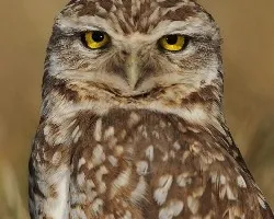 Athene cunicularia