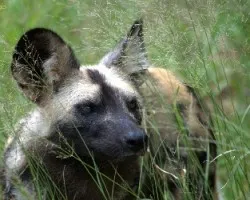 Lycaon pictus