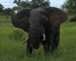 Loxodonta africana