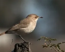 Furnarius rufus