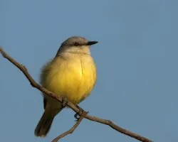 Machetornis rixosa
