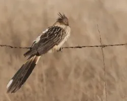 Guira guira