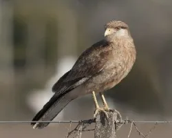 Milvago chimango