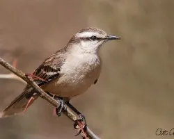 Mimus saturninus