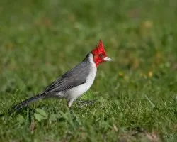 Paroaria coronata