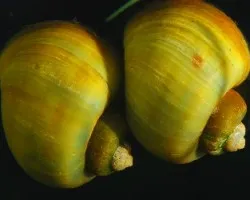 Pomacea bridguesii