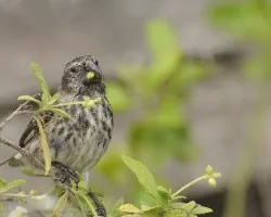 Platyspiza crassirostris