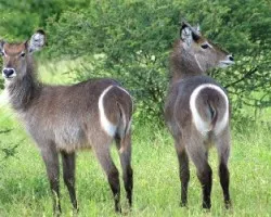 Kobus ellipsiprymnus