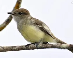 Myiarchus magnirostris