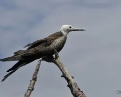 Fregata magnificens