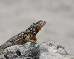 Microlophus albemorlensis