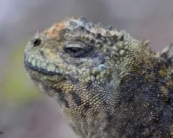 Amblyrhynchus cristatus