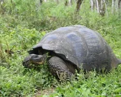 Chelenoides nigra