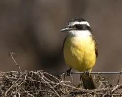 Pitangus sulphuratus