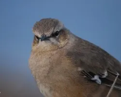 Mimus patagonicus