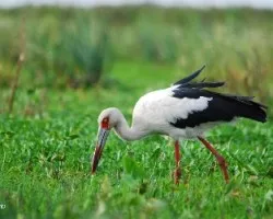 Ciconia ciconia