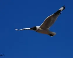 Larus maculipennis