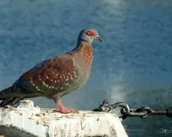 Columba guinea