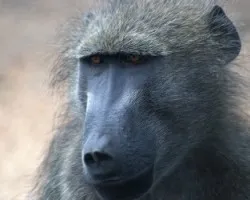 Papio hamadryas