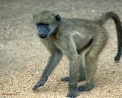 Papio hamadryas