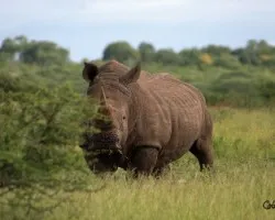 Ceratotherium simum