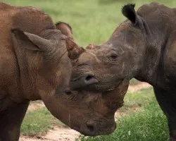 Ceratotherium simum