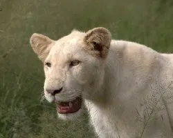 Pantera leo krugeri