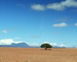 Arbol sud africa
