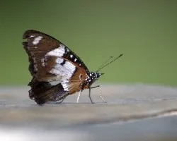 Mariposa africana
