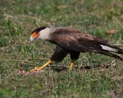 Caracara plancus