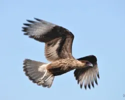 Caracara plancus