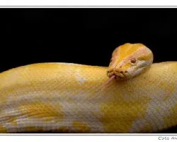 Python molurus